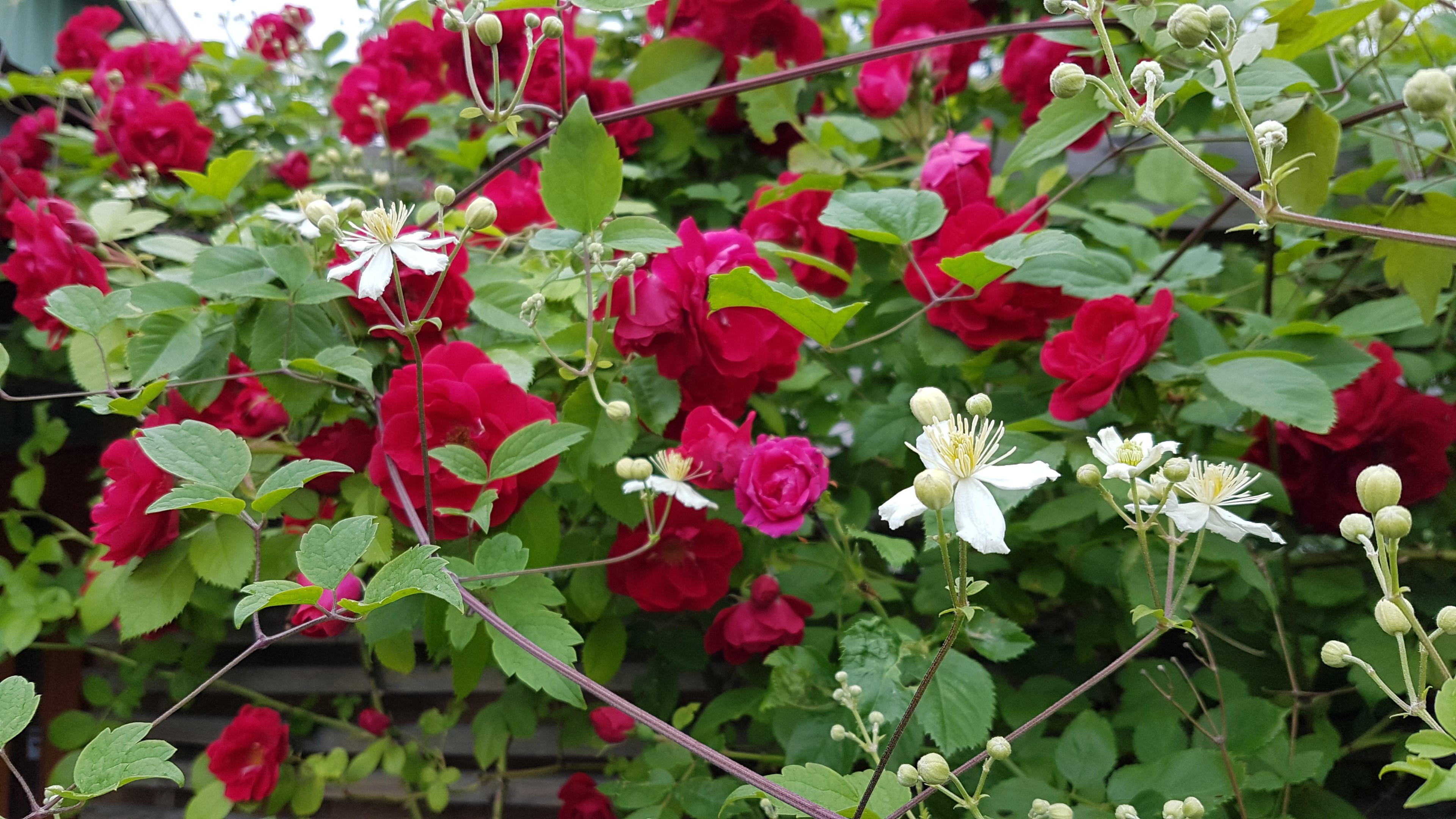 Bostadsbild från Björkgatan 27A, Såld i Fålhagen, Uppsala