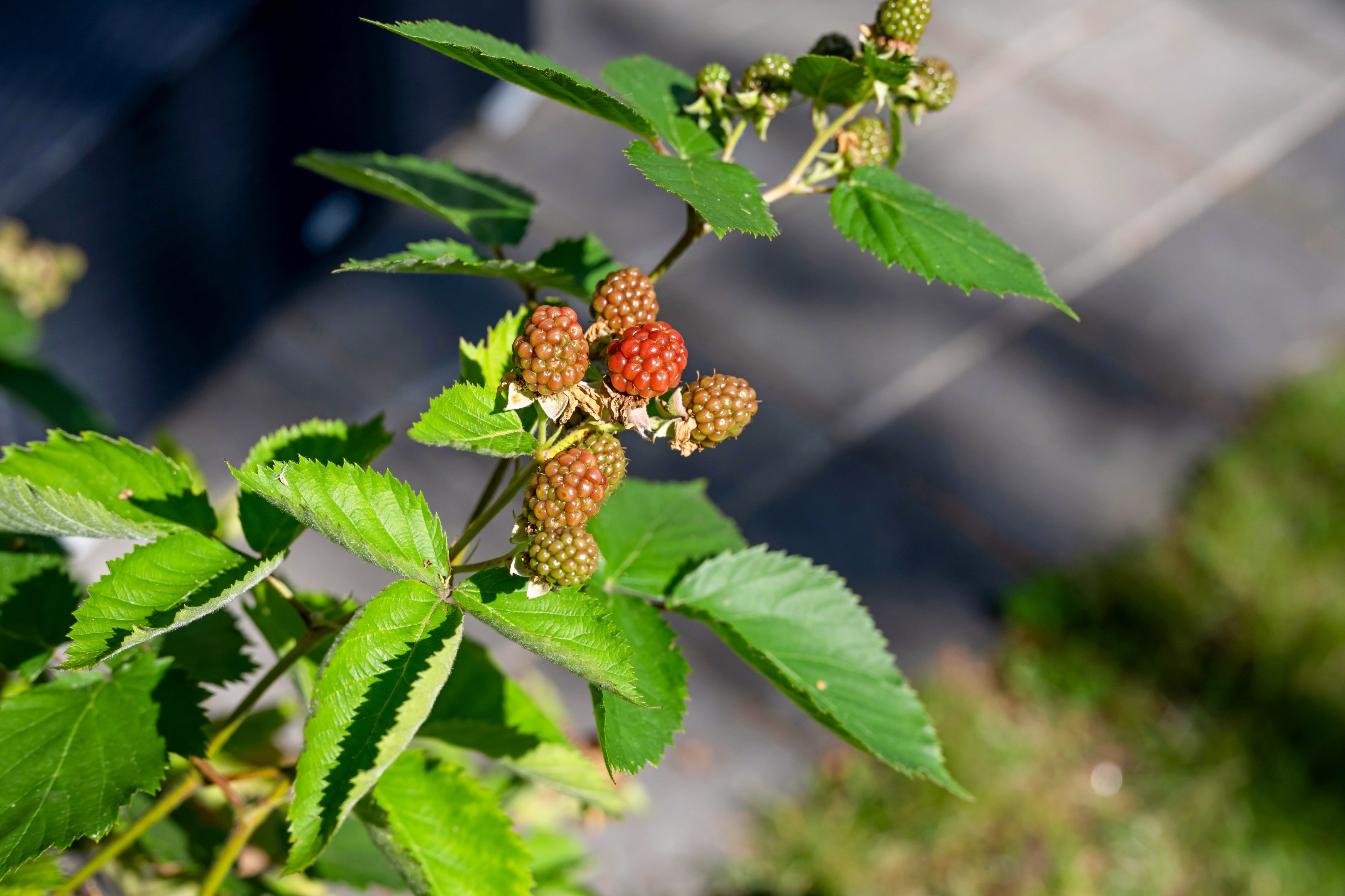 Bostadsbild från Varggropsvägen 44, Kommande i Björklinge, Uppsala