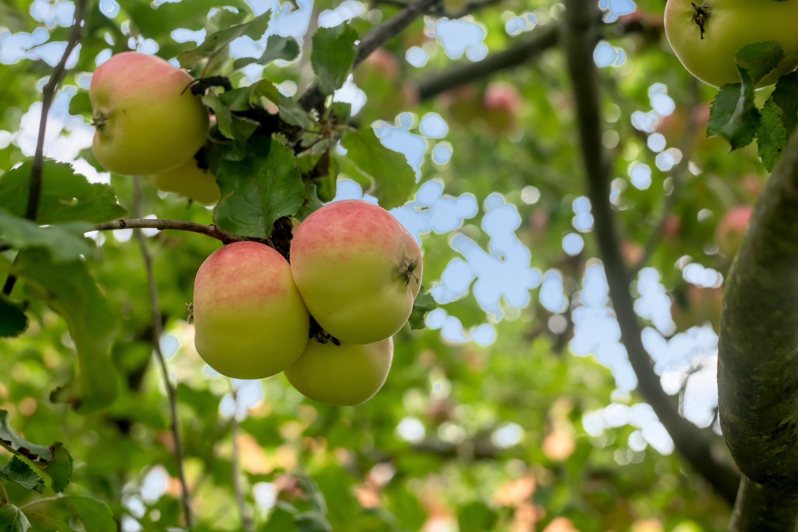 Bostadsbild från Hjalmar Brantingsgatan 7 A, Såld i Fålhagen, Uppsala