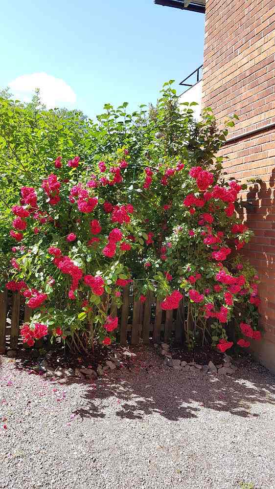 Bostadsbild från Musserongränd 2G, Såld i Norby, Uppsala