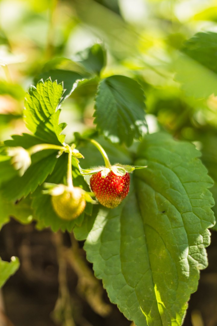 Bostadsbild från Kungsängsgatan 36 A, Snart till salu i Centrum, Uppsala