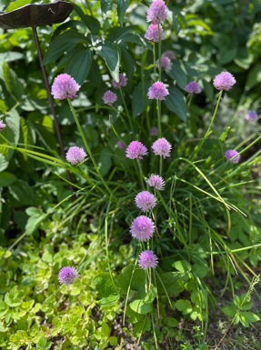 Bostadsbild från Norrlandsgatan 20, Såld i Luthagen, Uppsala