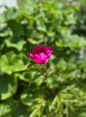 Bostadsbild från Norrlandsgatan 20, Såld i Luthagen, Uppsala