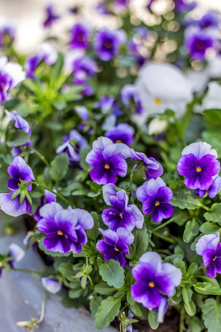 Bostadsbild från Murargatan 28A, Såld i Salabacke, Uppsala