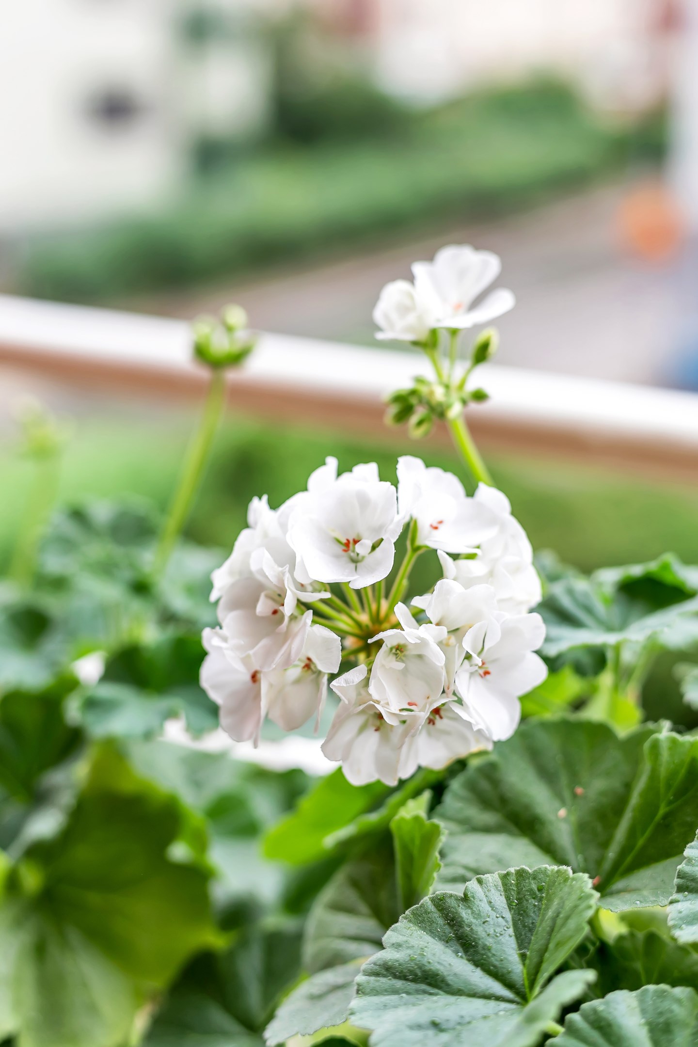 Bostadsbild från Götgatan 14B, Såld i Främre Luthagen, Uppsala