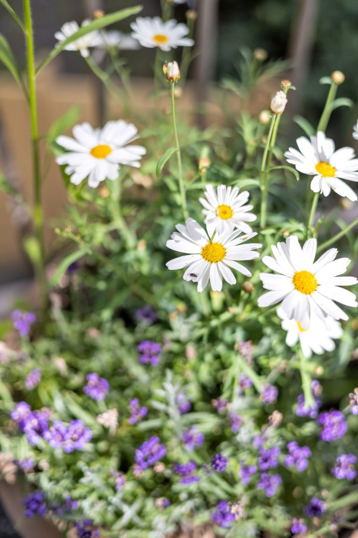 Bostadsbild från Gustaf Kjellbergs väg 7, Såld i Ulleråker, Uppsala