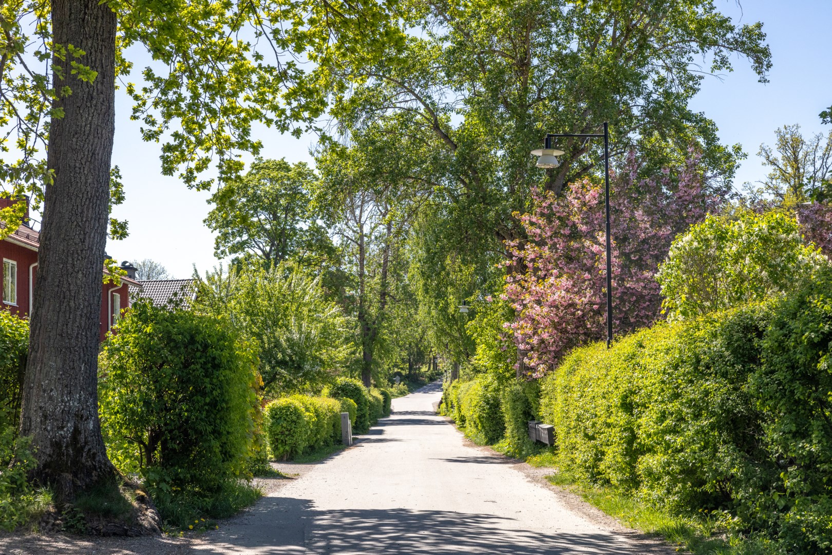 Skeviksgatan - en av Gustavsbergs äldsta bruksgator - kantas av uppvuxna trädgårdar