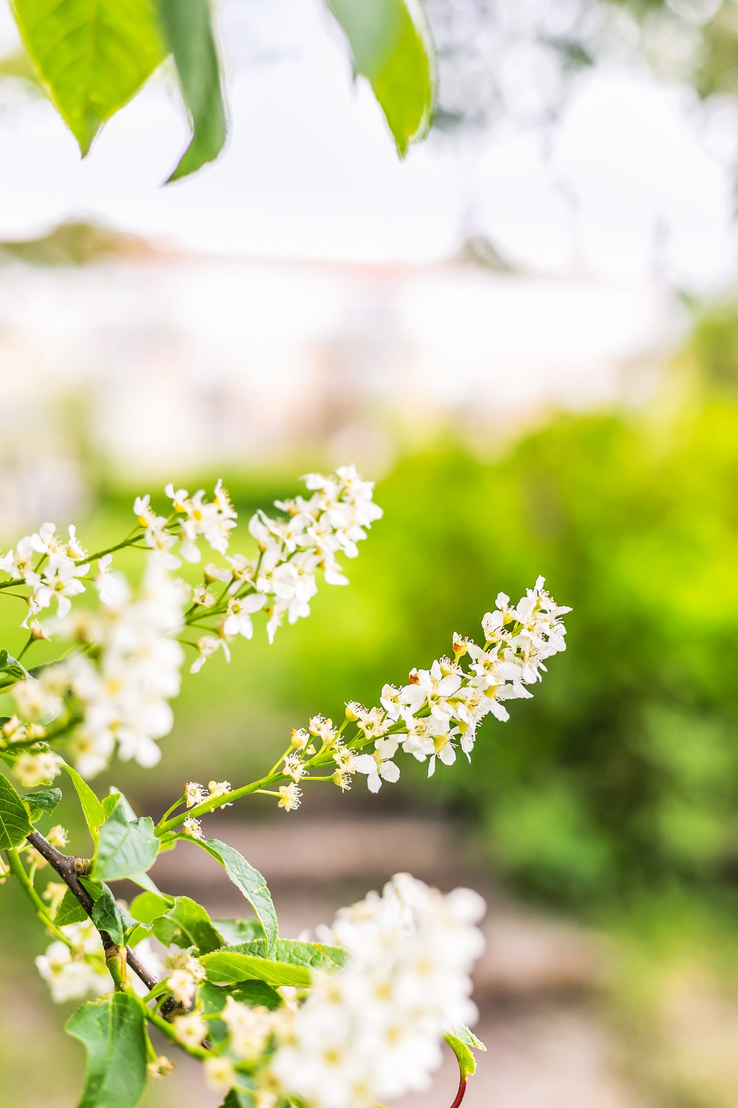Bostadsbild från Prästgårdsgatan 10 A, Såld i Luthagen, Uppsala