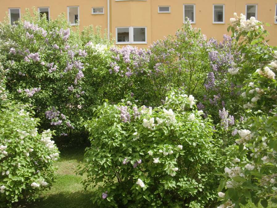Bostadsbild från Geijersgatan 23 A, Såld i Luthagen, Uppsala