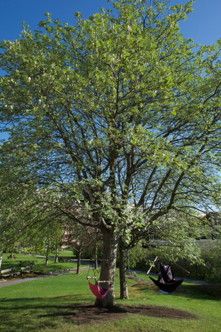 Föreningens innergård