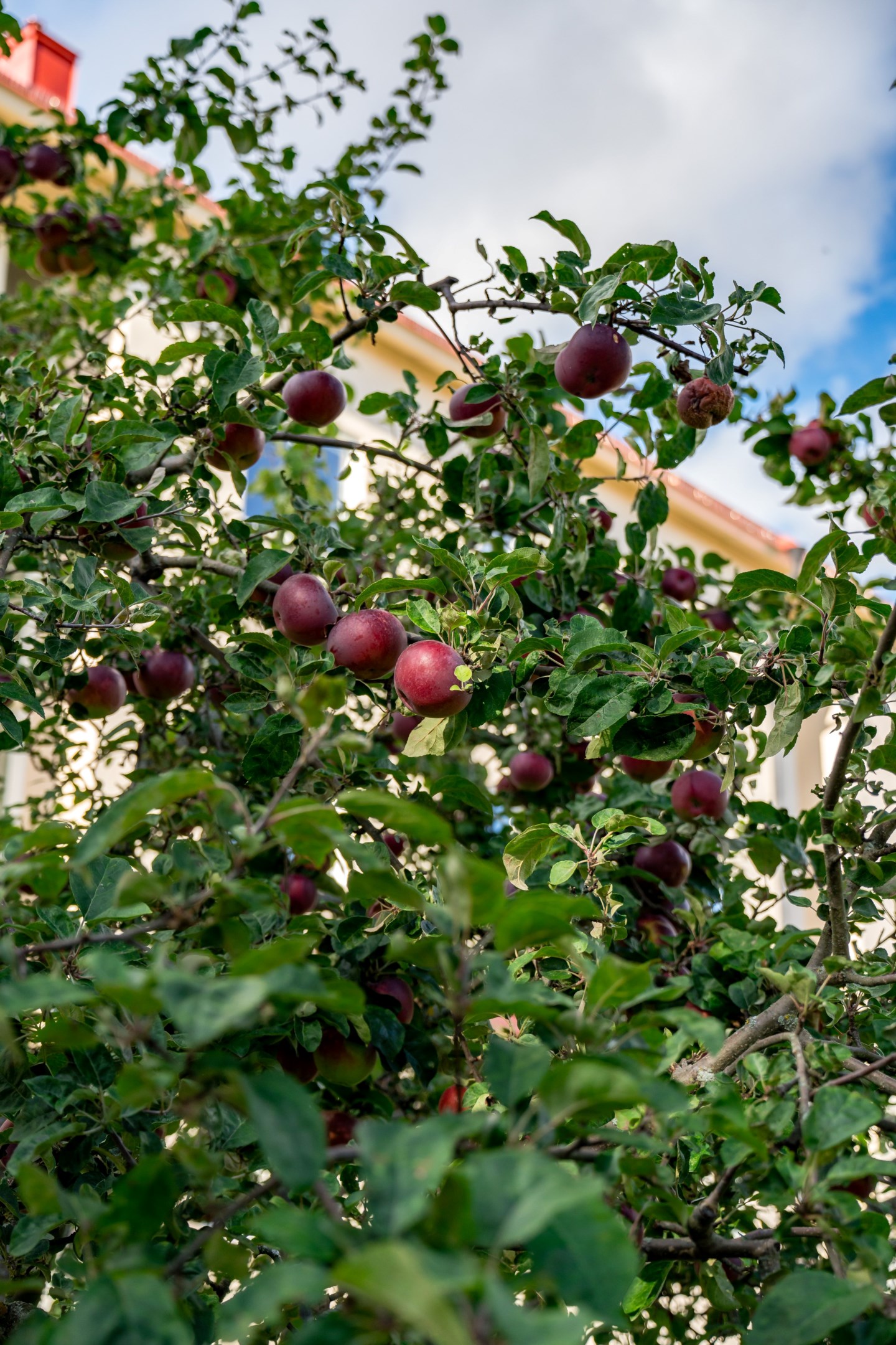 Bostadsbild från Salagatan 53A, Till salu i Fålhagen, Uppsala