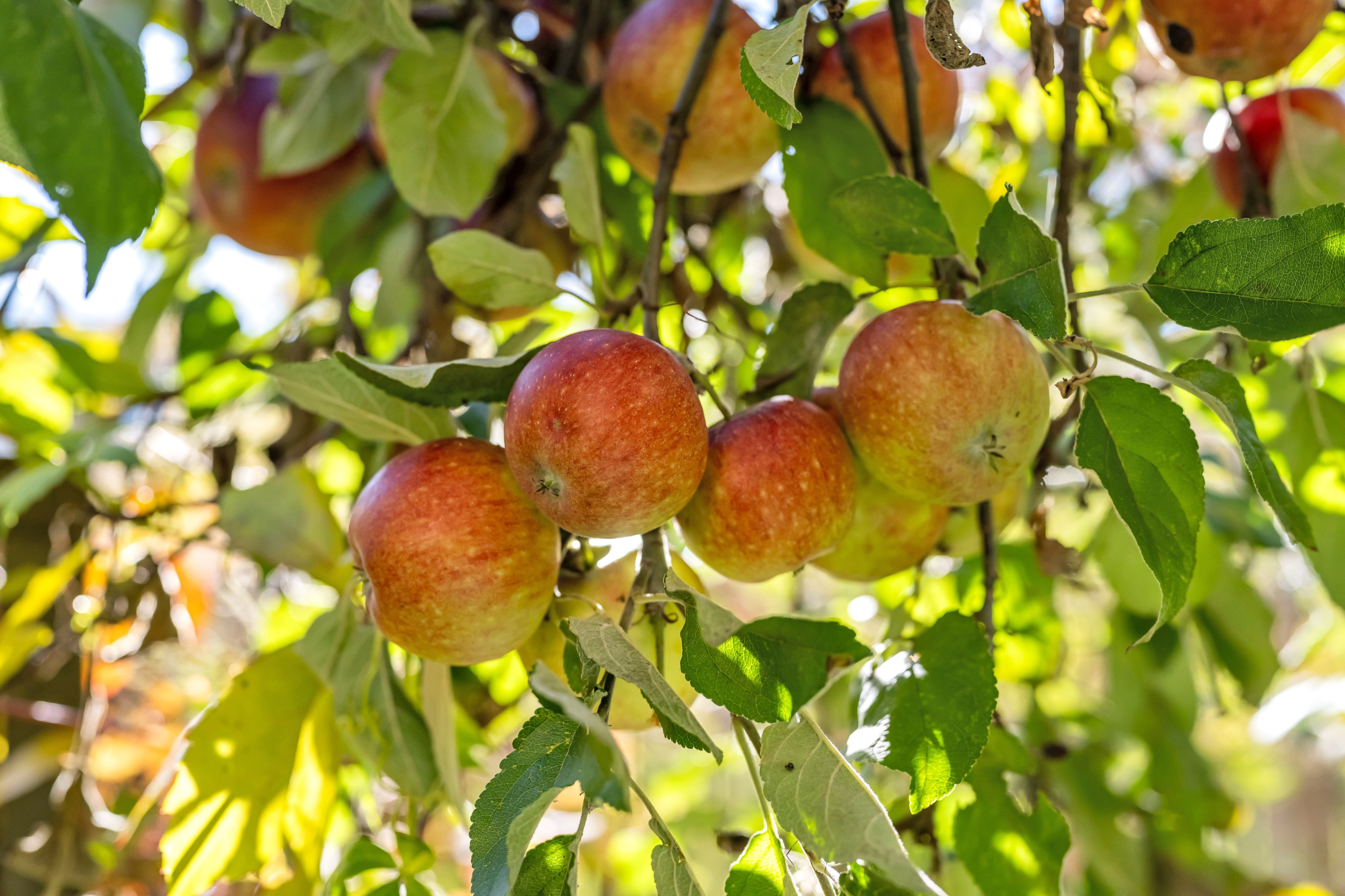 Bostadsbild från Repslagargatan 15A, Såld i Främre Svartbäcken, Uppsala
