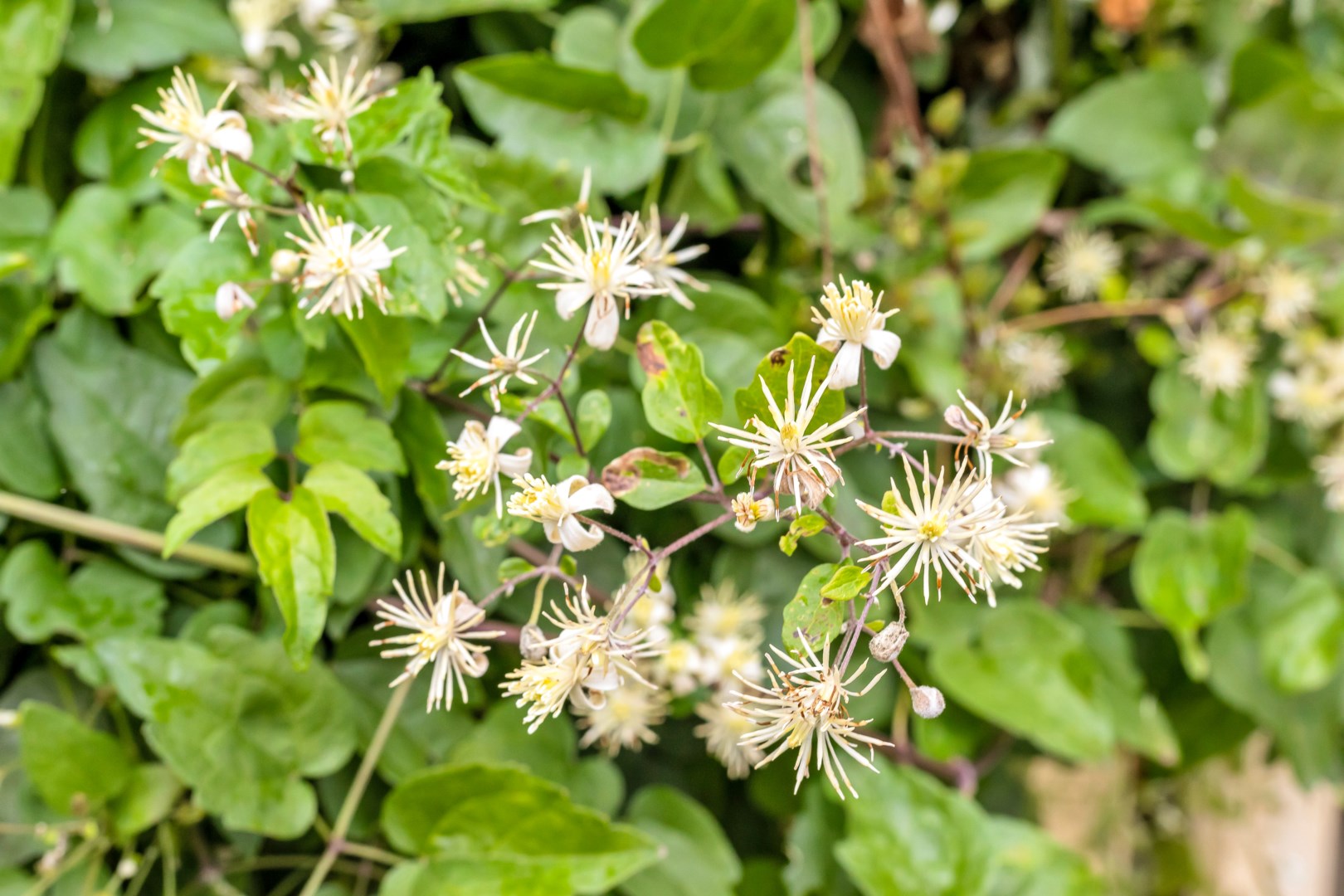 Bostadsbild från Wivalliusgatan 3, Såld i Nyby, Uppsala