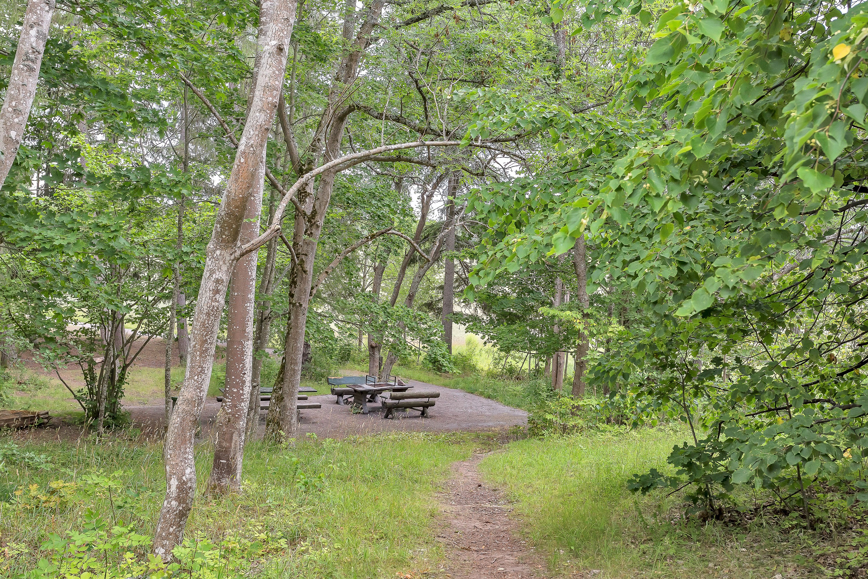 Vacker natur i Stabbyskogen