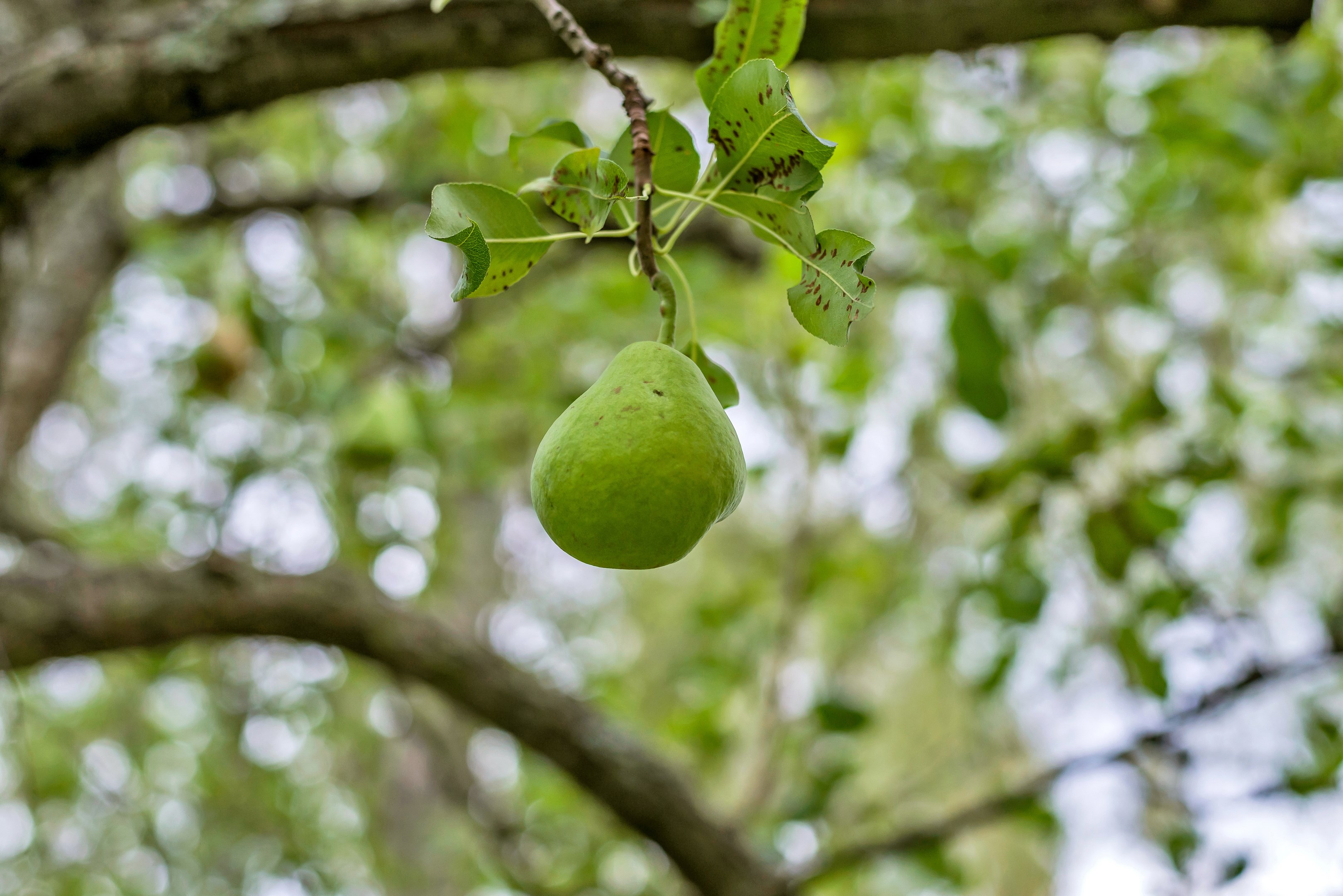 Fruktträd på innergården