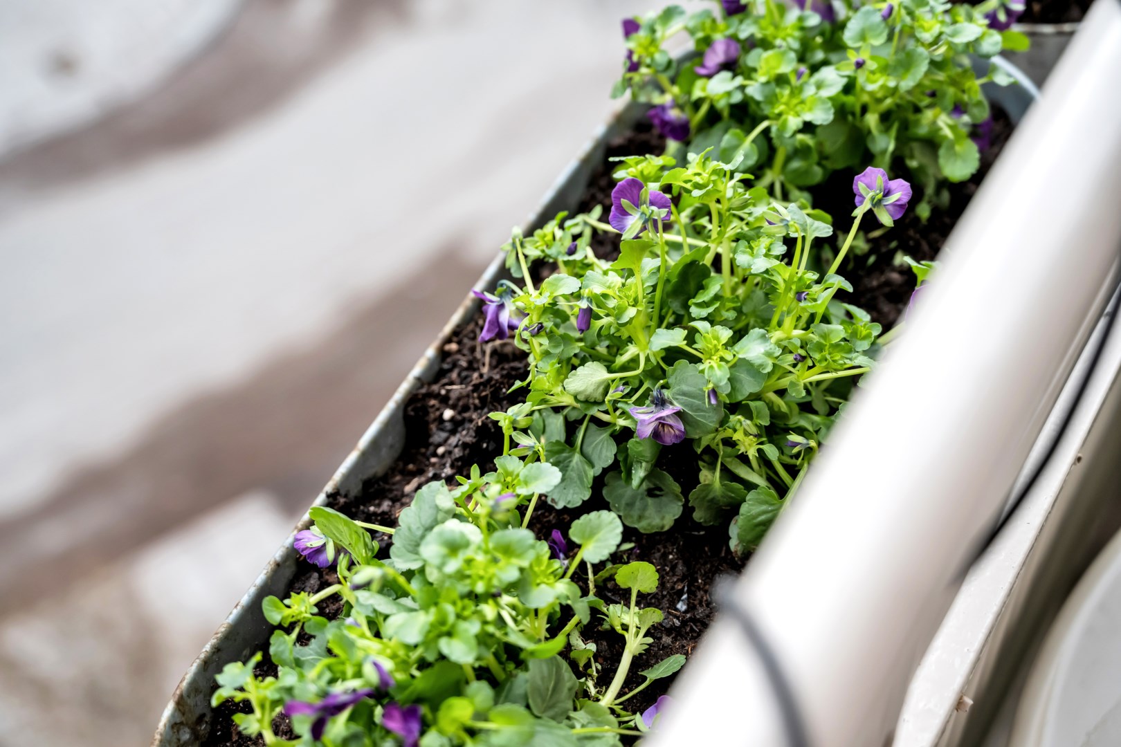 Bostadsbild från Odensgatan 18, Till salu i Främre Luthagen, Uppsala