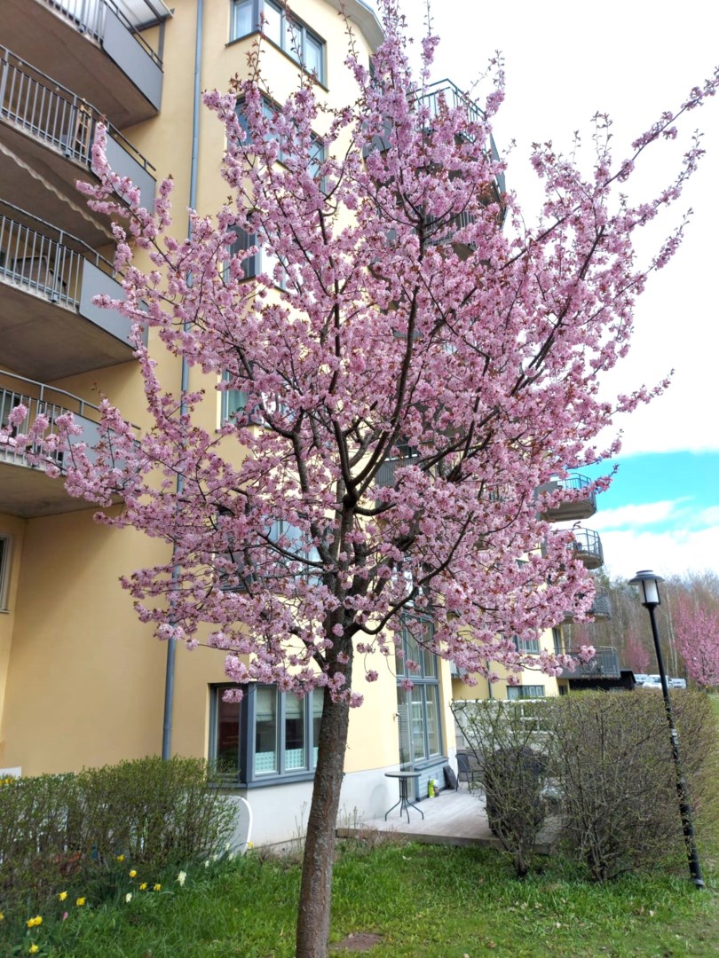 Bostadsbild från Sandgropsgatan 3, Kommande i Svartbäcken, Uppsala