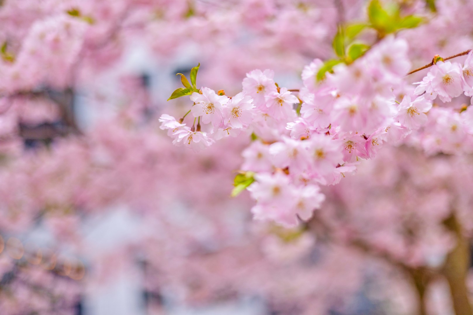 Bostadsbild från Kungsgatan 66A, Såld i Centrum, Uppsala