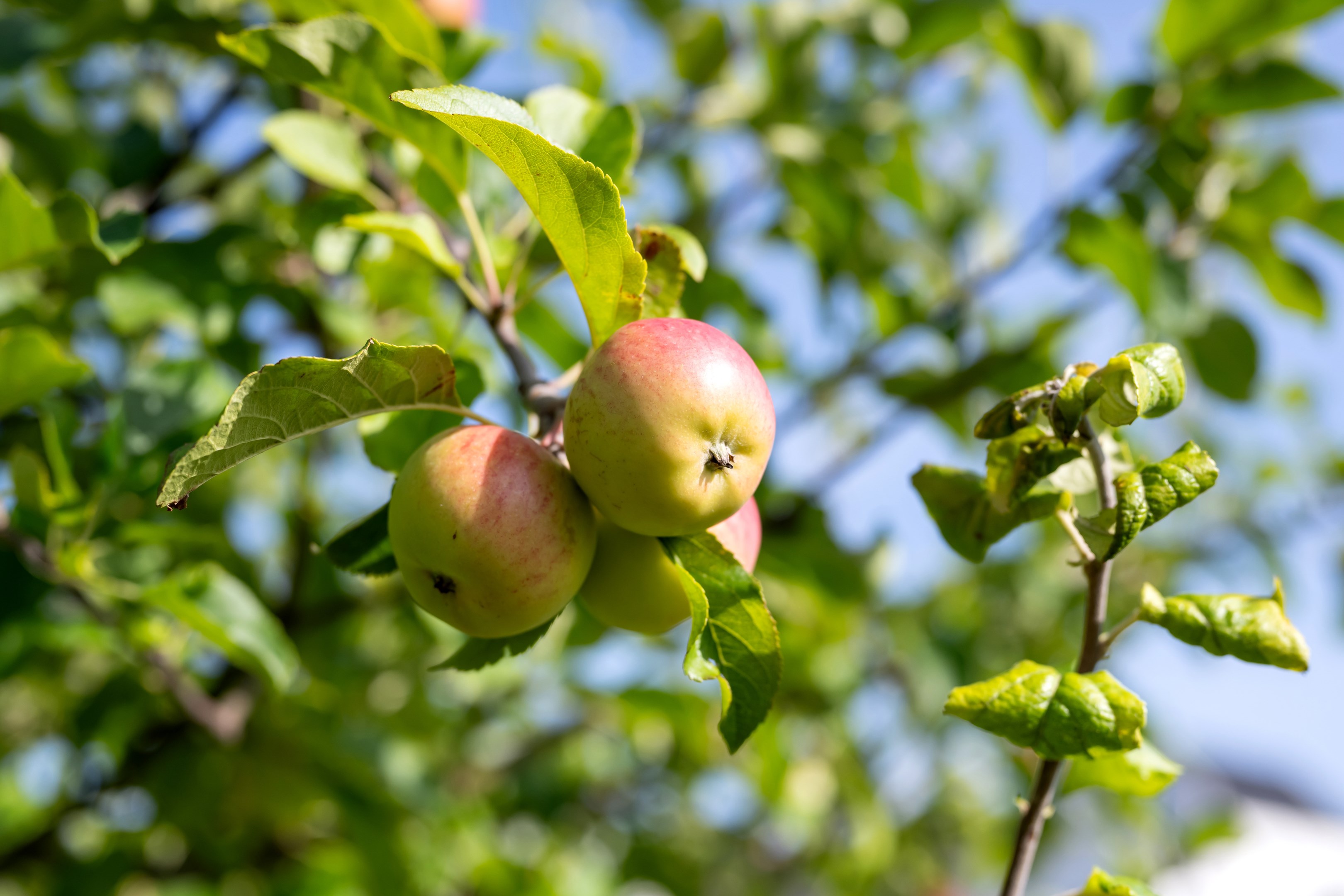 Bostadsbild från Bäcklösavägen 38, Snart till salu i Ultuna, Uppsala