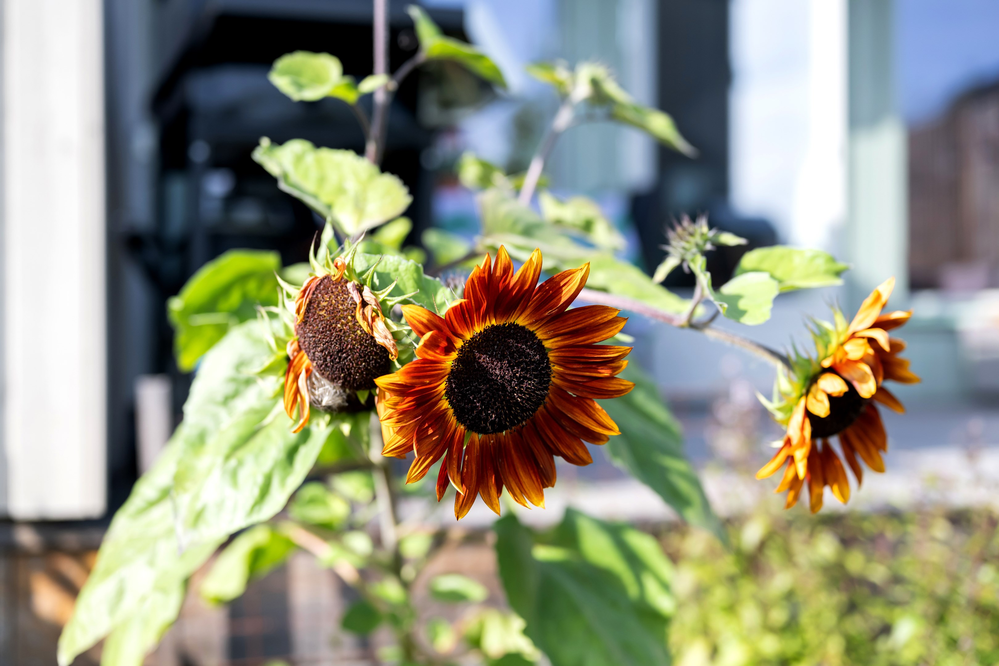 Bostadsbild från Bäcklösavägen 38, Snart till salu i Ultuna, Uppsala