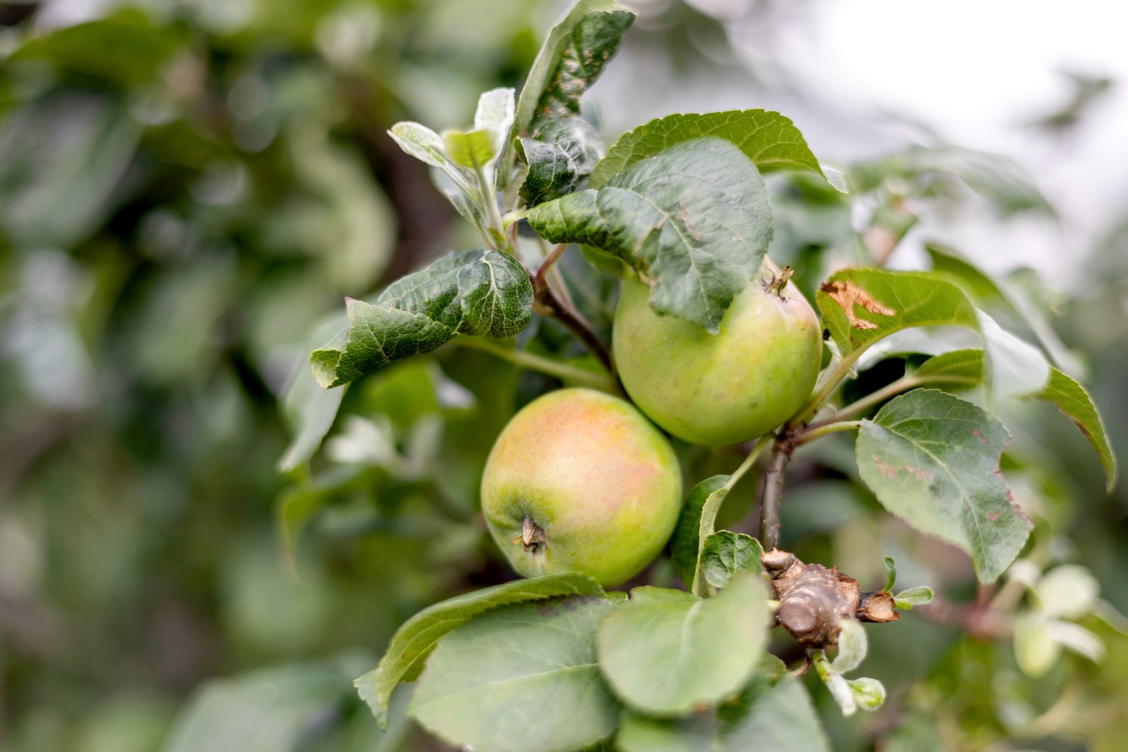 Bostadsbild från Storstensvägen 38, Kommande i Lindbacken, Uppsala