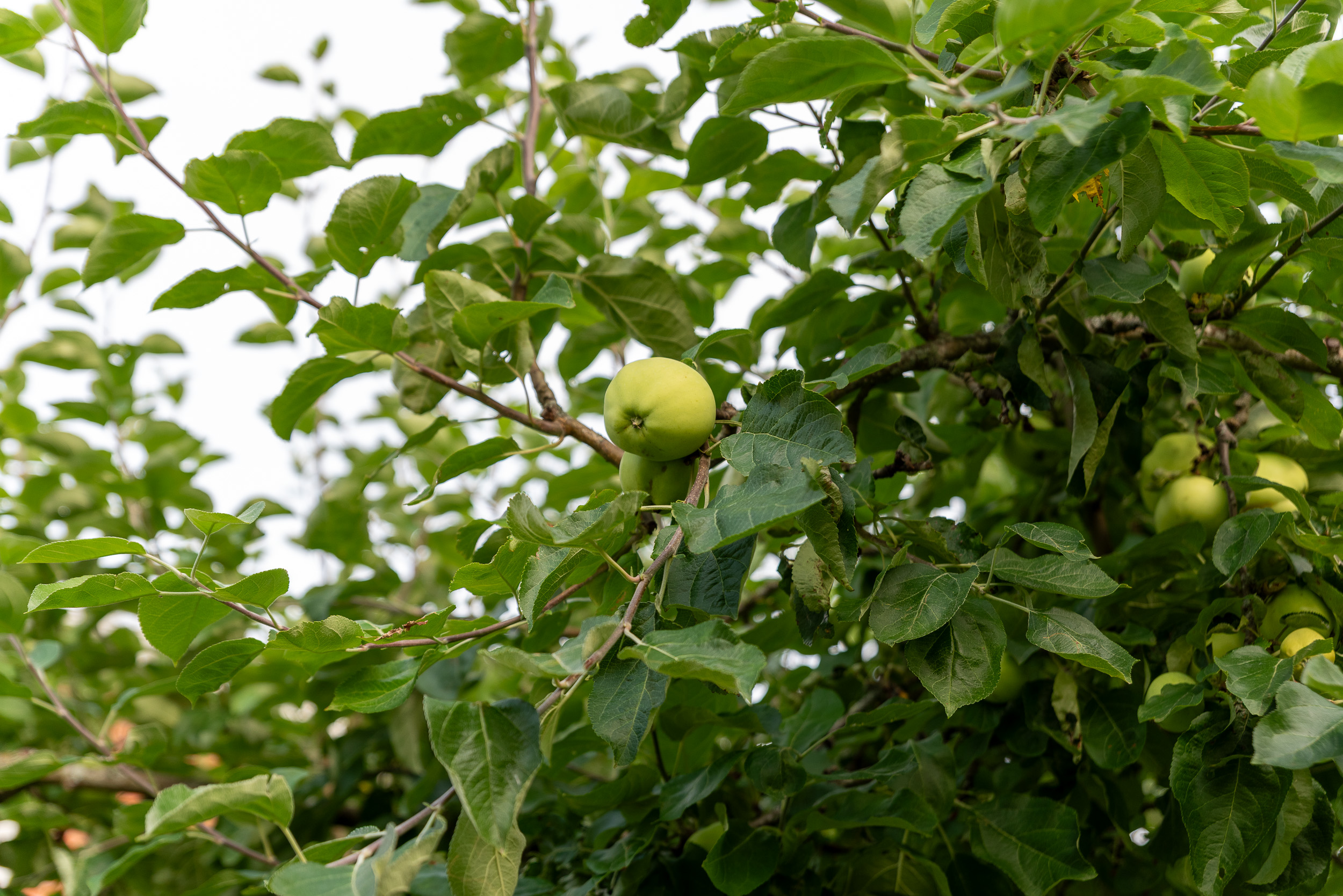 Bostadsbild från Lagmansgatan 11, Såld i Dingtuna, Västerås