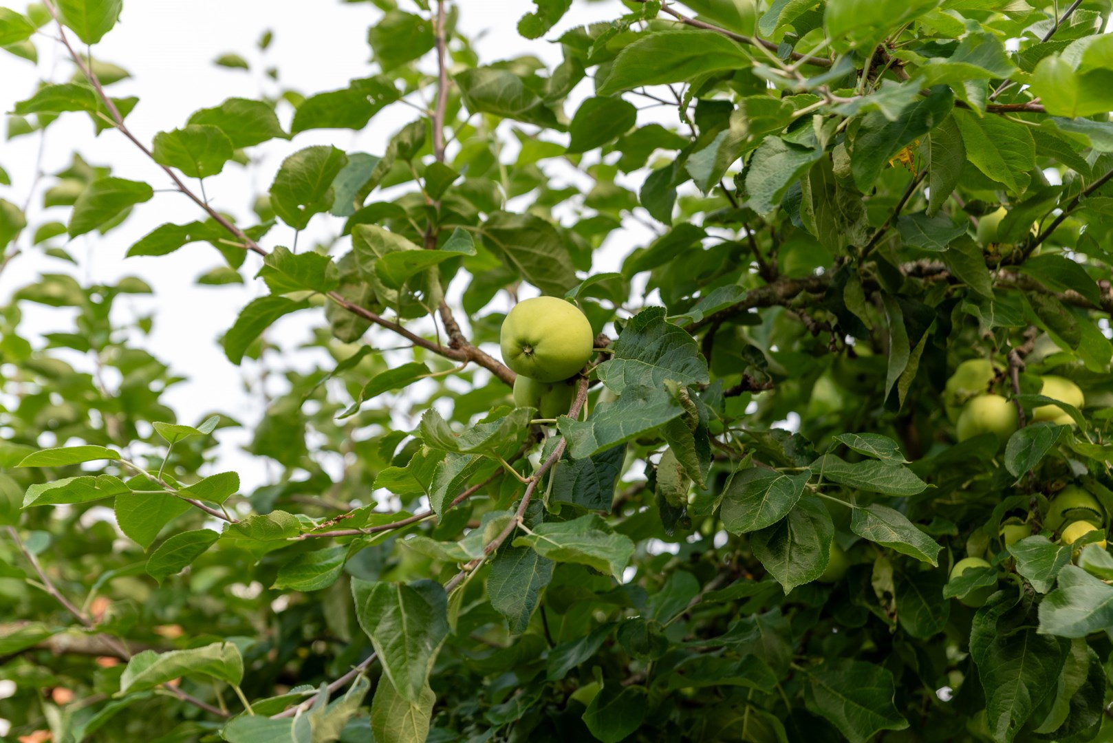 Bostadsbild från Lagmansgatan 11, Såld i Dingtuna, Västerås