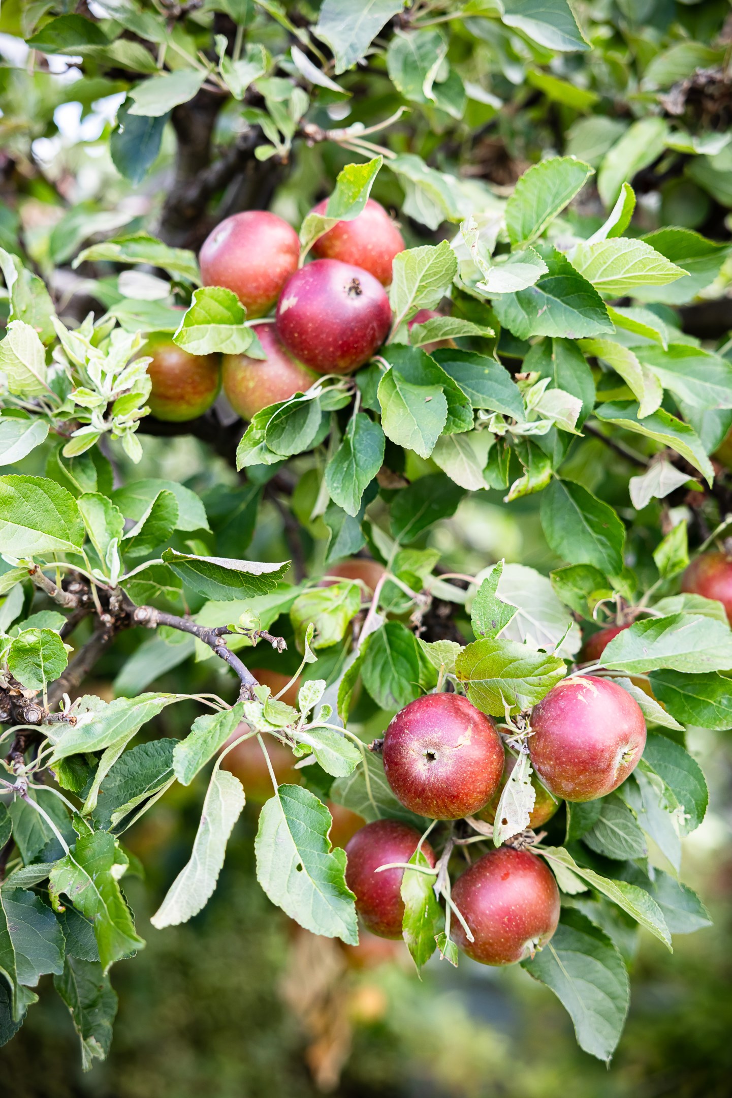 Bostadsbild från Otto Myrbergs väg 71, Kommande i Rickomberga, Uppsala