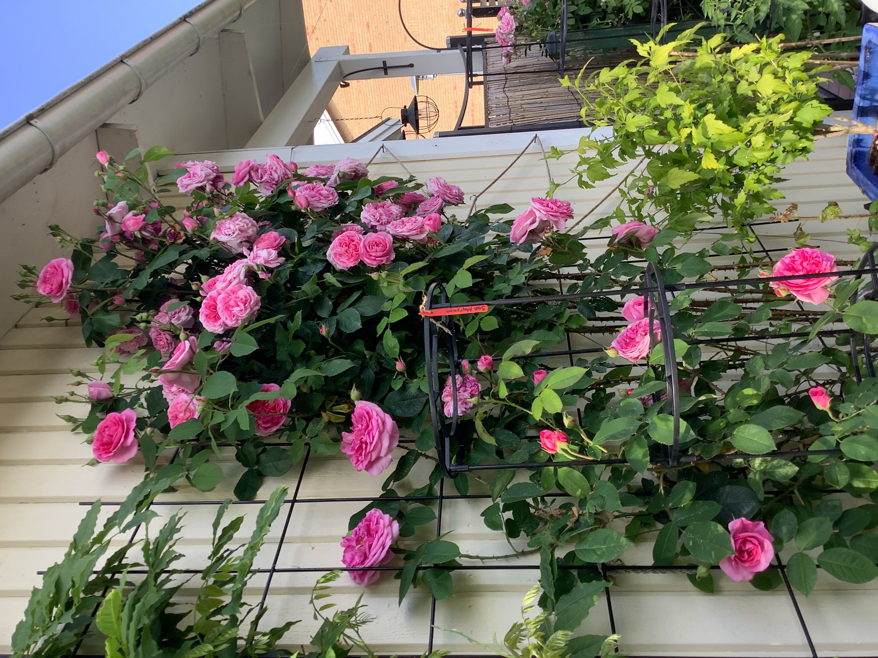 Bostadsbild från Otto Myrbergs väg 71, Kommande i Rickomberga, Uppsala