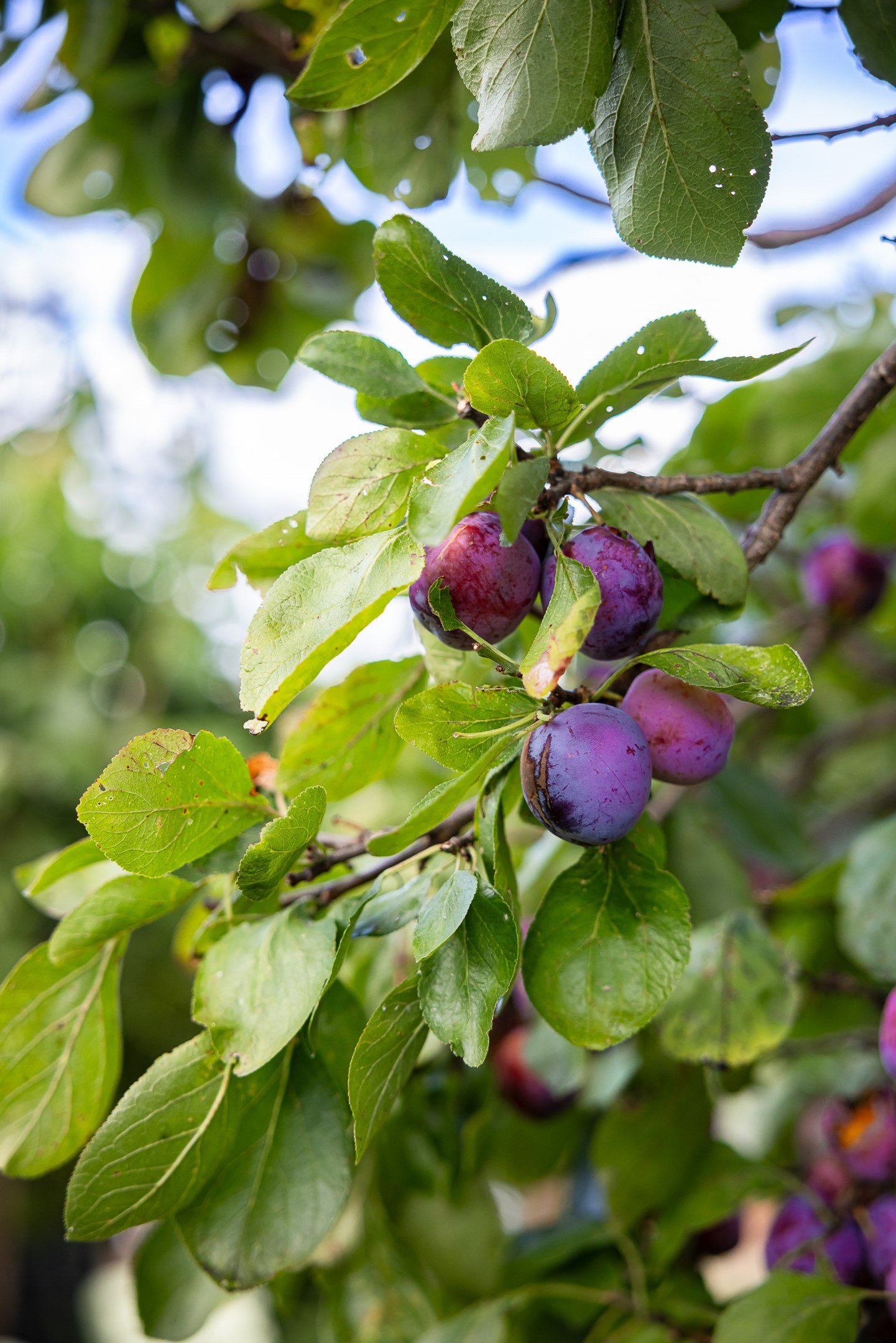 Bostadsbild från Otto Myrbergs väg 71, Kommande i Rickomberga, Uppsala