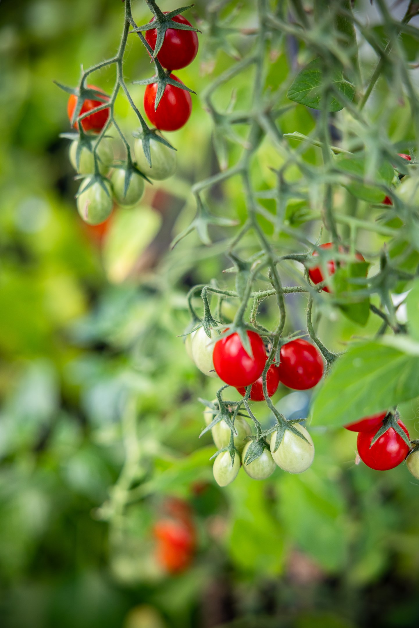 Bostadsbild från Otto Myrbergs väg 71, Kommande i Rickomberga, Uppsala