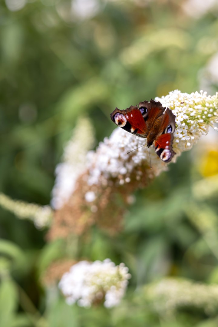 Bostadsbild från S:t Göransgatan 31A, Kommande i Fålhagen, Uppsala
