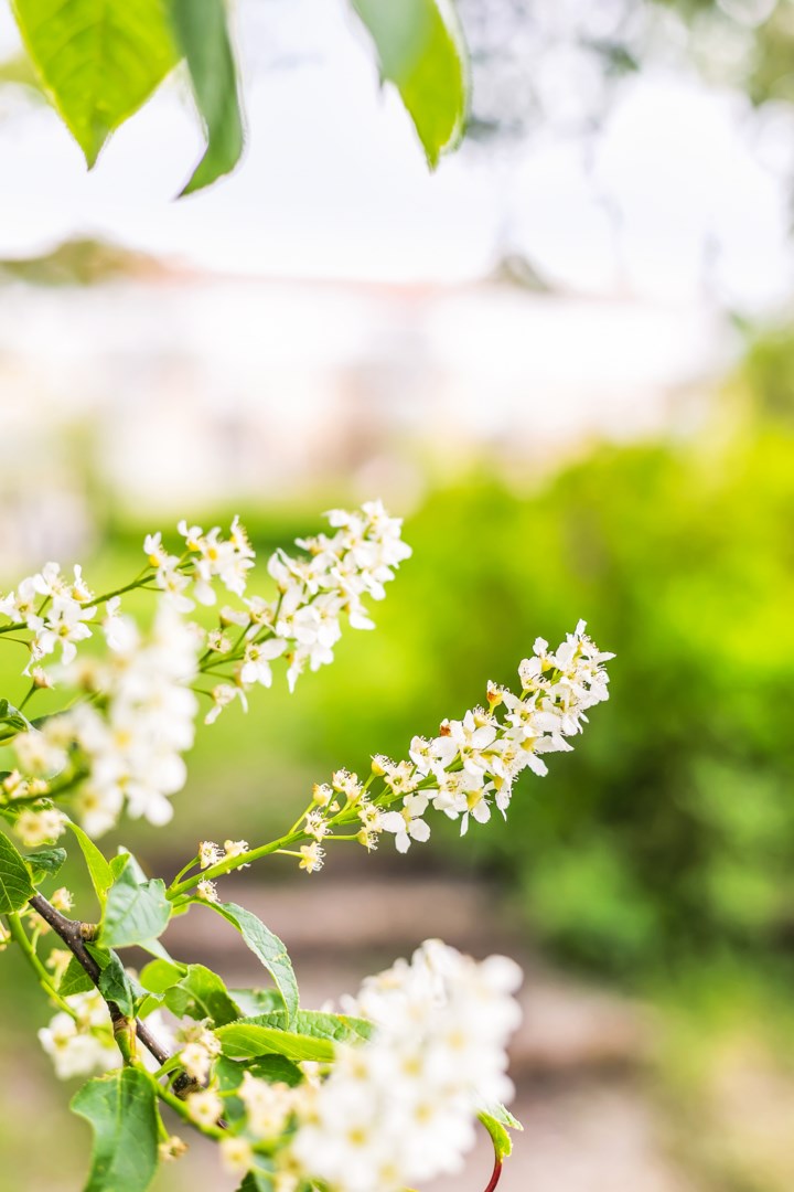 Bostadsbild från Stabby allé 9D, Till salu i Luthagen, Uppsala