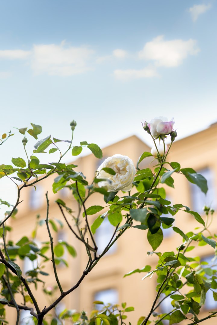 Bostadsbild från Storgatan 13 B, Kommande i Centrum, Uppsala