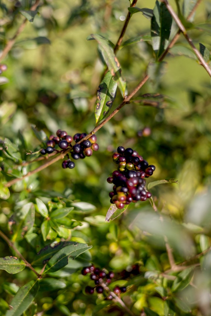 Bostadsbild från Böljemolnsvägen 53, Till salu i Fullerö, Uppsala