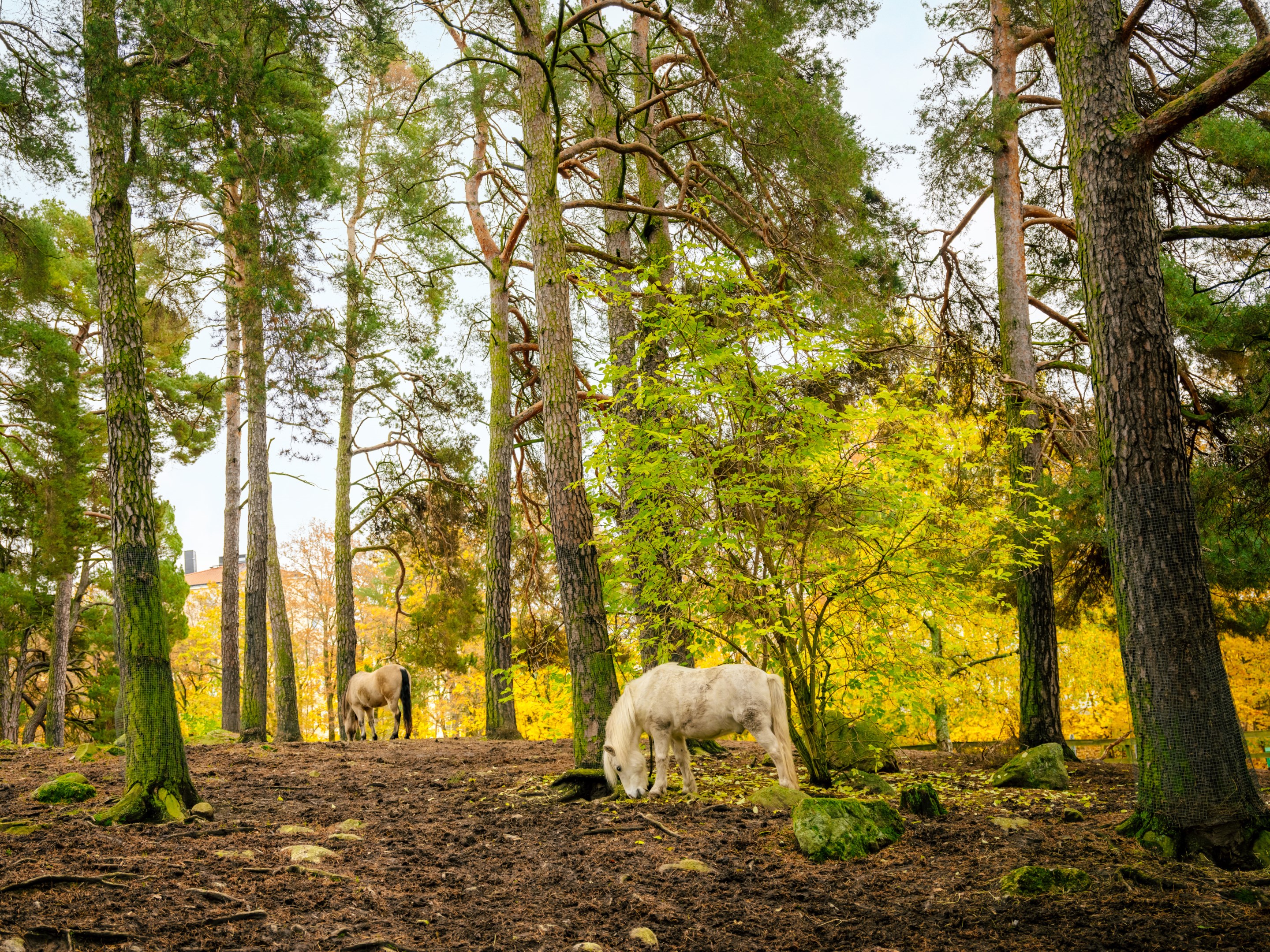 Bostadsbild från Hägerstensvägen 213, Kommande i Aspudden - Örnsberg, Stockholm