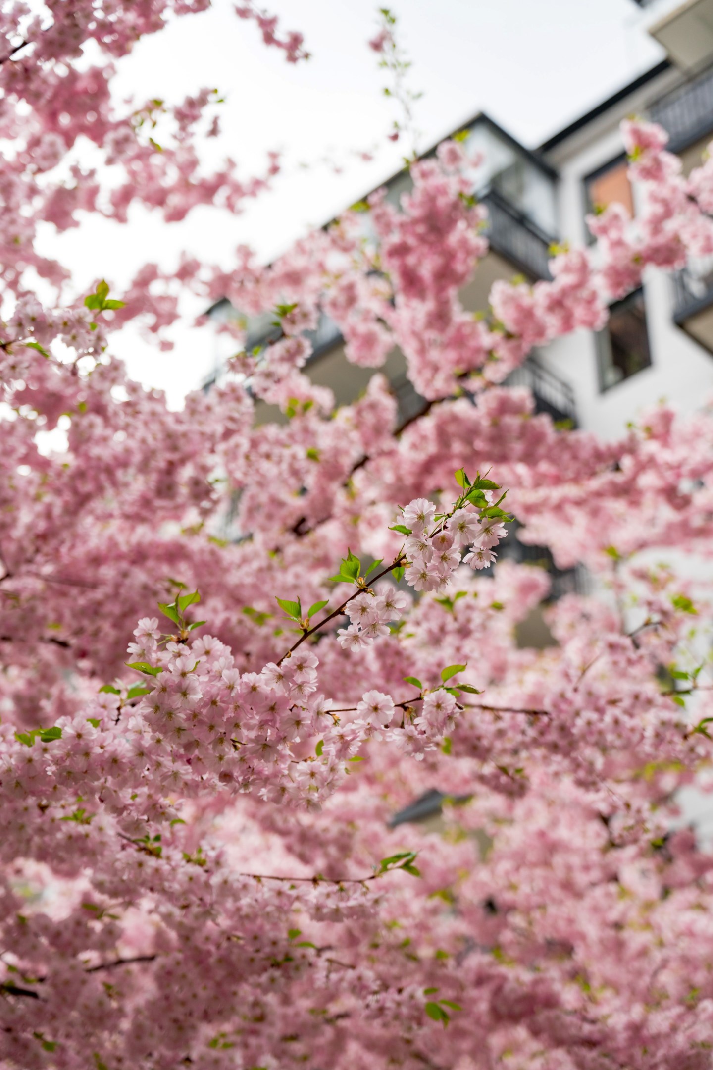 Bostadsbild från Kryddblandargatan 9, Till salu i Kungsängen, Uppsala