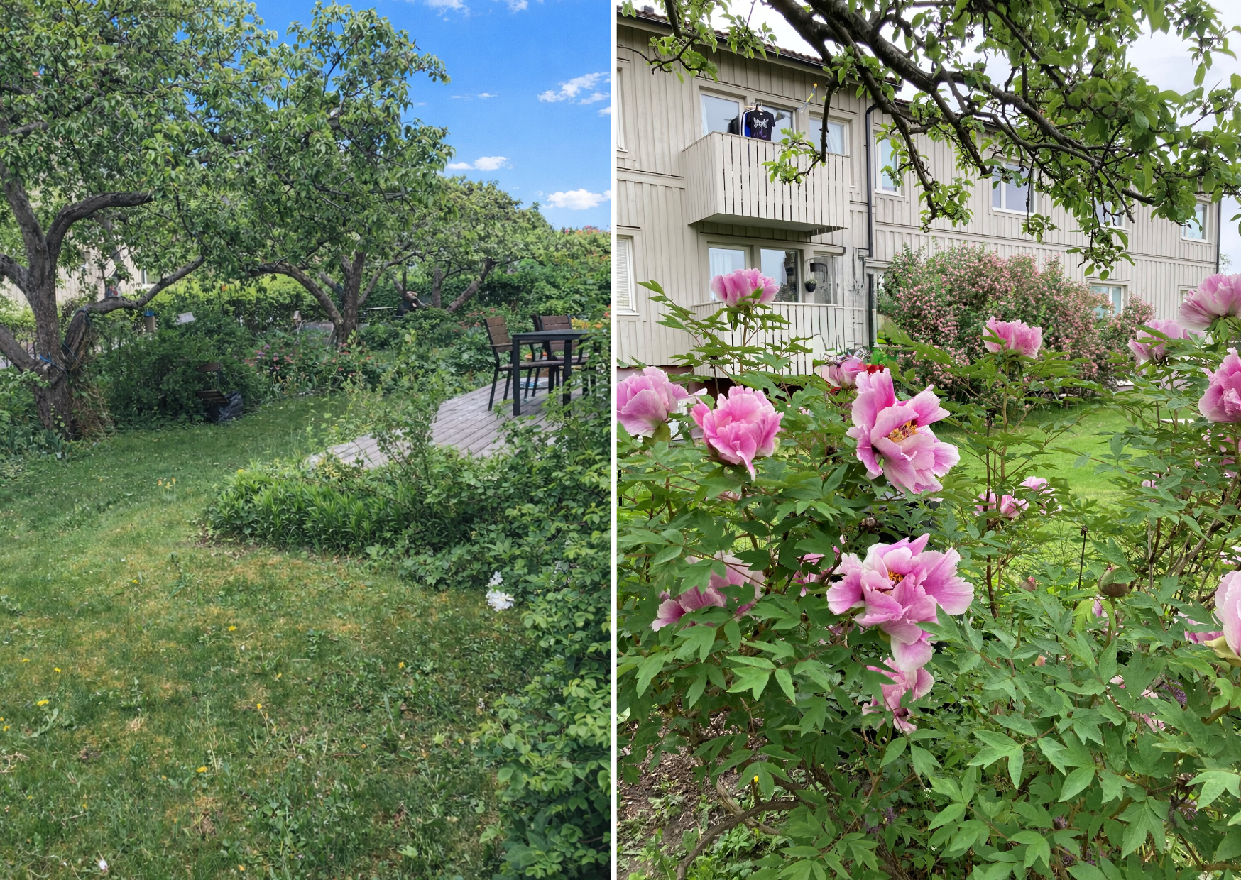 Säljarens bild. Den egna trädgården gränsar till grannarnas och skapar en lummig oas av odlade trädgrådar.