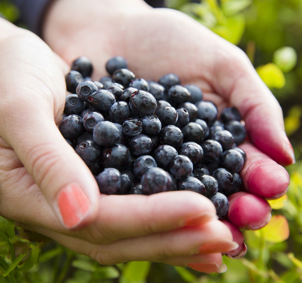Egen skörd blåbär