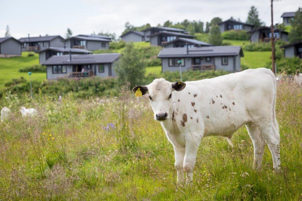 Fjällbyn bjuder på levande fjällby, fjällko och frid – ett liv i takt med fjällen och varandra