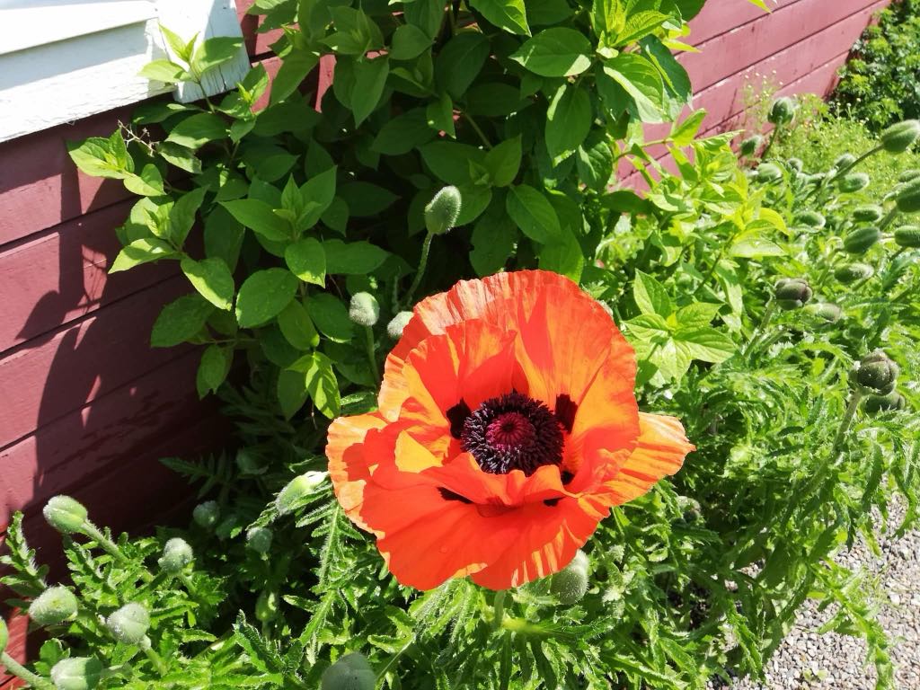 Bostadsbild från Tulpanvägen 39, Såld i Tunabackar, Uppsala