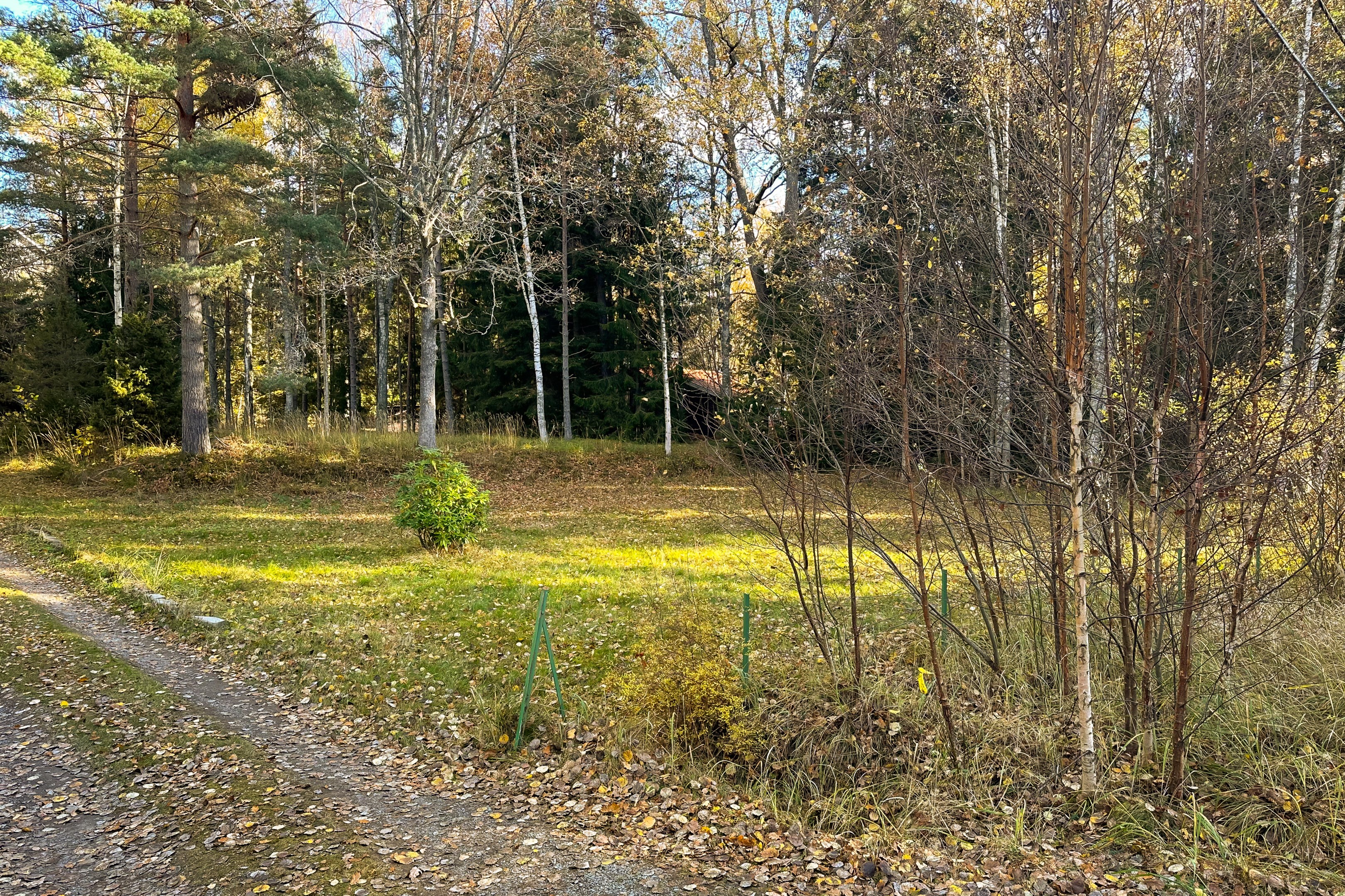 Plan tomt inramad av uppvuxen grönska.