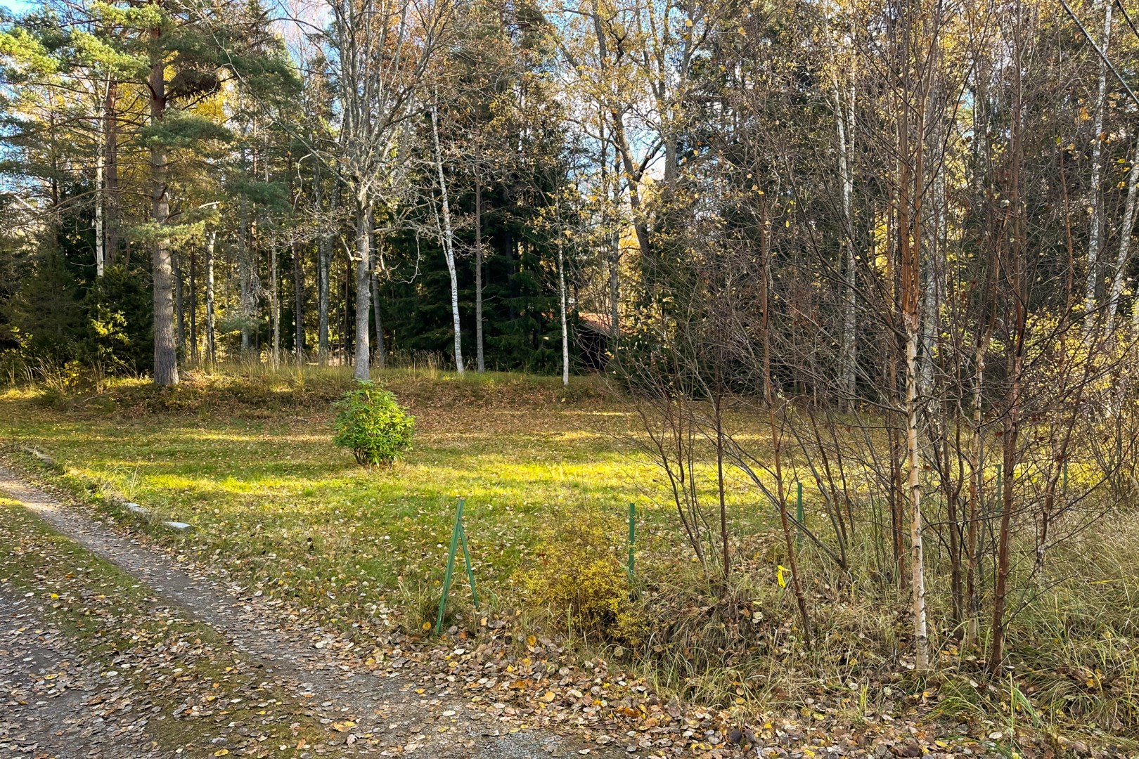 Plan tomt inramad av uppvuxen grönska.