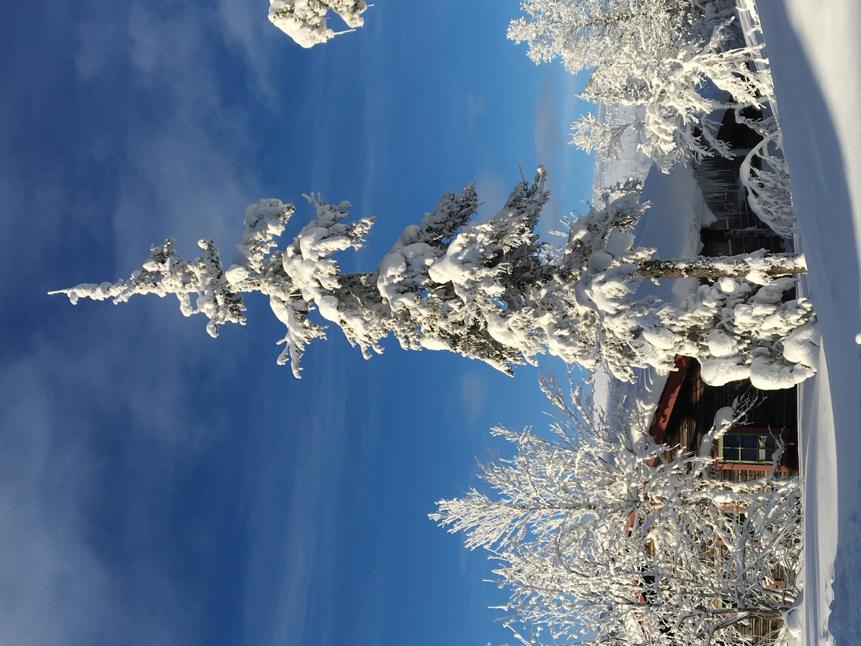 Vinterbild sno¦ê bild 12