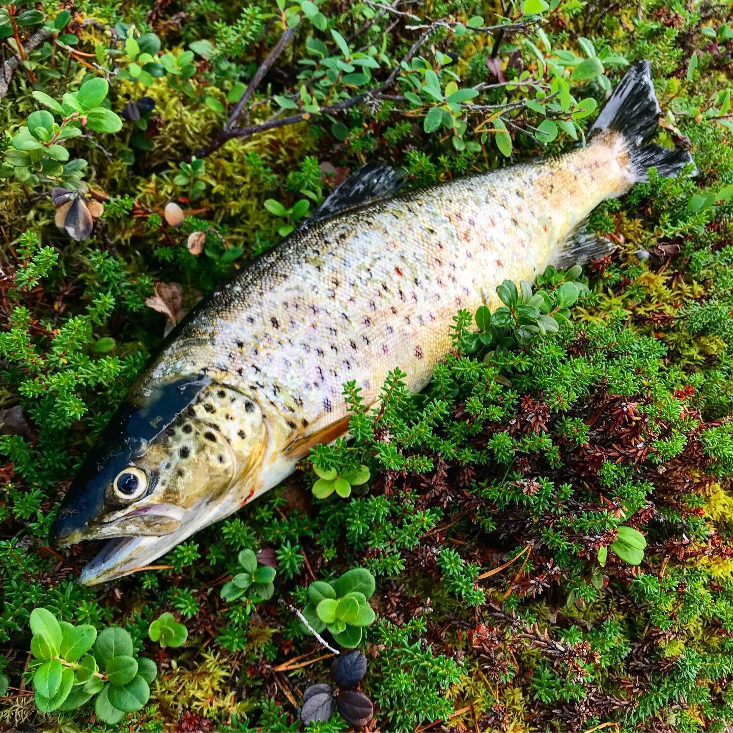 Omgivningarna bjuder på fantastiska fiskevatten och en trivsam miljö som passar både nybörjare och e