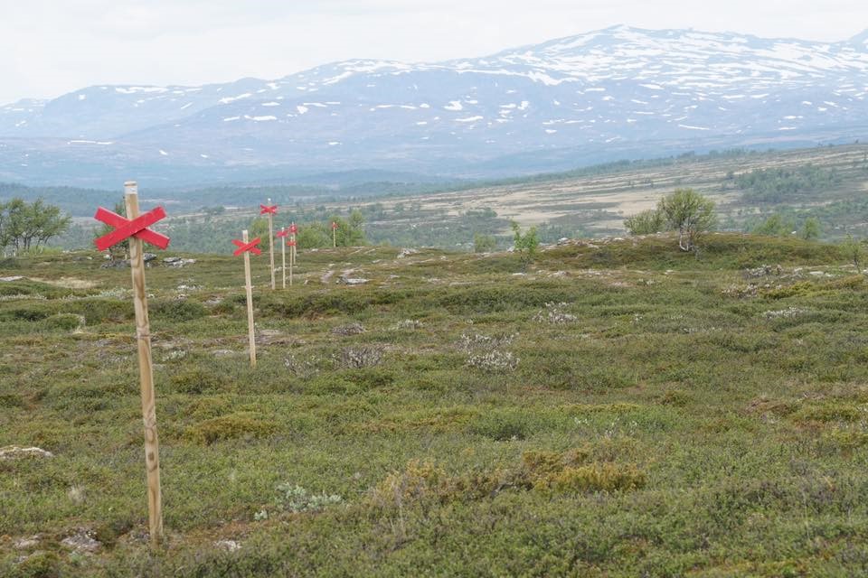 En oas uppe på fjället, ett riktigt smultronställe