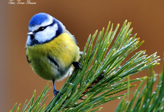 Tillbaka till naturen