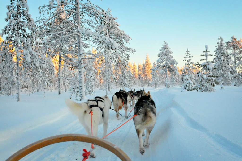 Lågupplöst Hundspannstur är en oförglömlig upplevelse