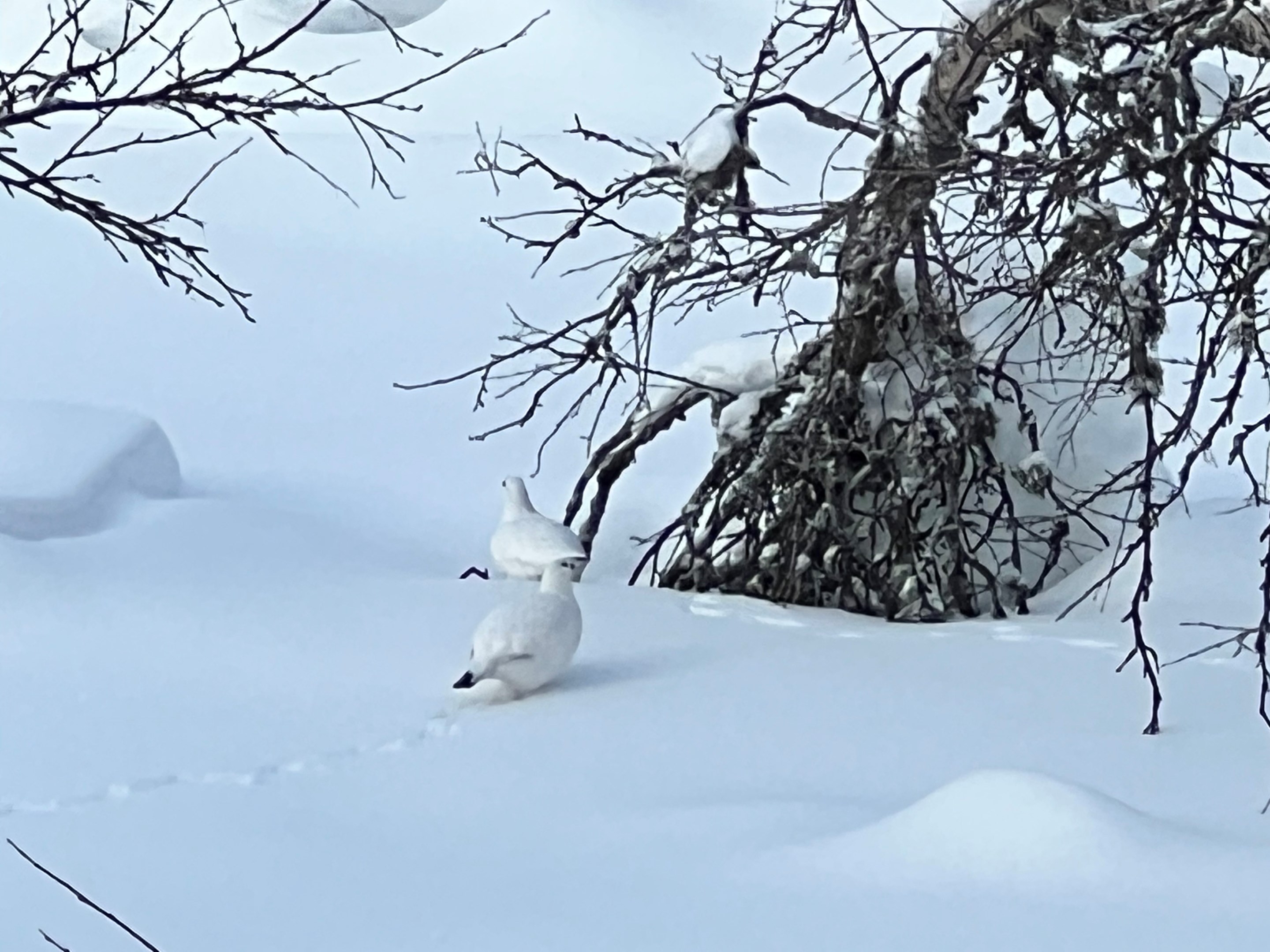 Snöripor