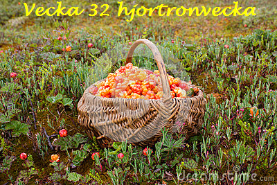 Hjortronvecka